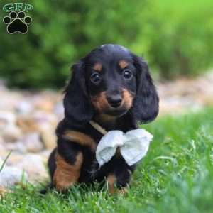 Buddy, Dachshund Puppy